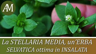 Erbe spontanee commestibili la Stellaria media o centocchio  Fitoalimurgia Orto e Cucina [upl. by Shelly]