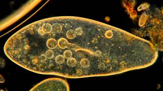 Amazing Microscopic HD Video Paramecium Feeding [upl. by Henig]