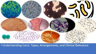 Understanding Cocci Types Arrangements and Clinical Relevance [upl. by Sirref]