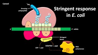 Stringent response in E coli [upl. by Eilrac711]