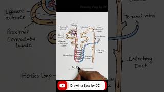 Nephron diagram  nephron diagram drawing  nephron drawing easy  nephron drawing  Nephron shorts [upl. by Lucina]