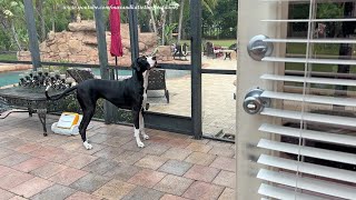 Funny Talkative Great Dane Cant Decide  Inside or Outside in The Rain [upl. by Atilrak]