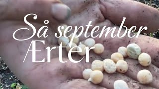 Så ærter i september 👩🏻‍🌾🌱 [upl. by Fabrin]