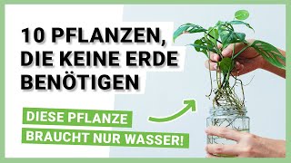 10 Pflanzen die keine Erde benötigen und im Wasser wachsen  Hydrokultur [upl. by Niro889]