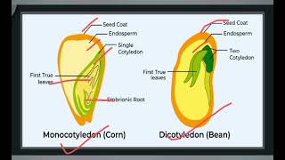 what is seed TYPES OF seed structure of seed and function of seeds [upl. by Napas]