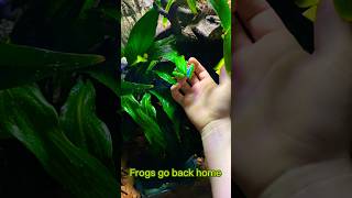 Redoing my red eyed tree frog setup 🐸❤️frog vivarium amphibians [upl. by Ycnaf]