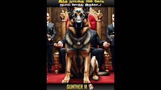 WORLDS RICHEST GUNTHER VI GERMAN SHEPHERD DOG  IN TAMIL  MIC LA SOLLU [upl. by Catie561]