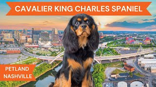 Cavalier King Charles Spaniel Breed Highlights [upl. by Grunberg]