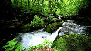 Peaceful River Flowing Sound Gentle River Relaxing Nature Sounds White Noise for Sleep Study [upl. by Collette]