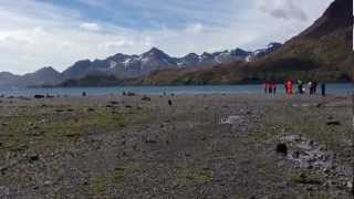 Königspinguine Seebären und Walfangstation in Stromness Bay [upl. by Enoved]