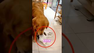 Was Macht Der HUND Mit Der KATZE 😳 [upl. by Atte]