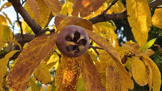 How to harvest amp blet medlars the only winter fruiting tree [upl. by Epilef112]