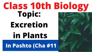 Excretion in plants  Class 10 biology chapter 11  Pashto  Home of biology [upl. by Kam]