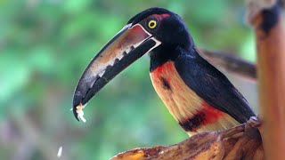 Collared Aracari enjoying a plantain Pteroglossus torquatus [upl. by Erminie]