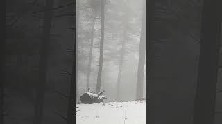 rainstorm camping and thunderstorm and snowfall camping in a forest [upl. by Richart]