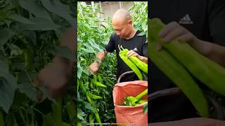 Worlds most unique chilli cultivation [upl. by Noram]