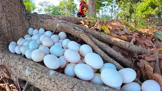 BEST amazing  Harvest duck eggs a lot under mango tree at field near the pond by hand skills [upl. by Lillian]