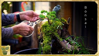 【和風】コケと盆栽を使ったビオトープを作る ～メダカで癒しの風景  Japanese style Creating a biotope with moss and bonsai killifish [upl. by Leifer]