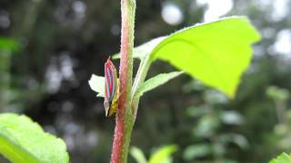 Graphocephala coccinea Redbanded Leafhopper [upl. by Wicks]