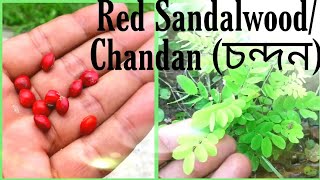 Gemination of Red Sandalwood chandan [upl. by Tiffy54]