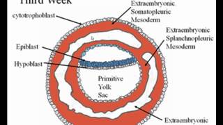 Early Embryology [upl. by Renick]