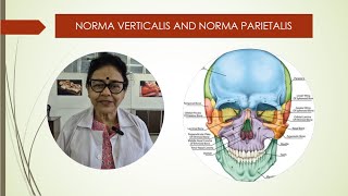 Norma verticalis and norma lateralis [upl. by Engenia311]