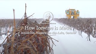 Icewine Harvest Finding the Sweetspot [upl. by Bathelda]