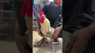 hen viral video  Original Misori Faumi chicken  Rooster Crowing viralshorts cute animals short [upl. by Cantlon]