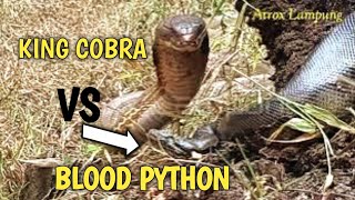 DETIK DETIK KING COBRA MENYERANG ULAR BLOOD PYTHON [upl. by Nuncia]