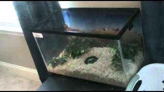 How to SetUp a Kenyan Sand Boa Enclosure [upl. by Janith]