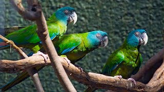 Blue Headed Macaws with Baby viral cute beautiful birds subscribe [upl. by Nospmas]