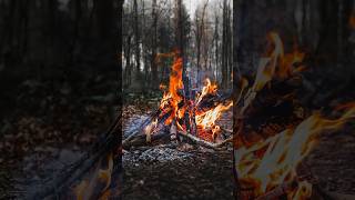 Survival Skills Resurrect Your Dead Campfire survival lifehacks camping [upl. by Ahscrop]