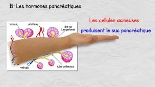 Le rôle du pancréas dans la régulation de la glycémie [upl. by Eitsirk]