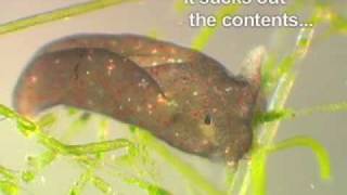 Elysia chlorotica  photosynthetic sea slug movie 1 [upl. by Tiff]