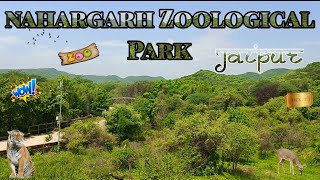 Nahargarh Zoological Park Jaipur  The Ride And Roll nahargarh zoologicalpark jaipur biological [upl. by Ydak765]