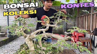 Review Bonsai Kontes Dirumah Mas Reza Kempas Kempis [upl. by Annahaj]