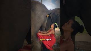 لماذا تجمع هذة الفتاة فضلات الفيل 🐘 🤢💩؟ [upl. by Kelli]