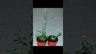 Scientists have revived a plant buried in Siberian permafrost  This plant is 32000 years old [upl. by Templeton]