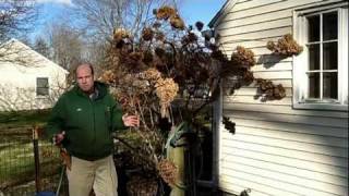 How to Prune Tree Hydrangea 1 of 3  Hydrangea paniculata  Newtown CT Garden Maintenance [upl. by Shields]