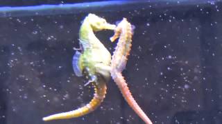 Seahorses Mating Transferring Eggs [upl. by Dasie]