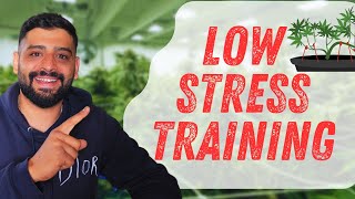 HowtoGrow LST  Lowstresstraining So wird´s gemacht growyourown [upl. by Alliuqaj]