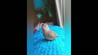 My little Bourke Parakeet Tommy singing  short [upl. by Ahsyle]