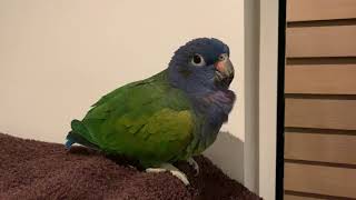 Kobe the Blueheaded Pionus talking [upl. by Rhyner]