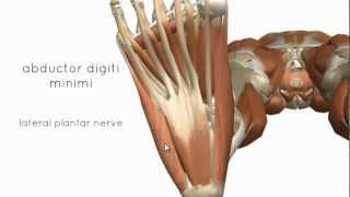 Muscles of the Foot Part 2  3D Anatomy Tutorial [upl. by Annayi]