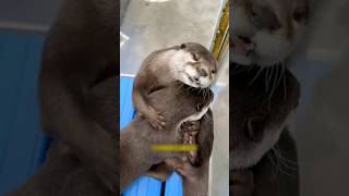 a small otter with deep emotion shortvideo animals ottershorts [upl. by Ajnin]