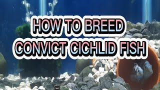 CONVICT CICHLID FISH 100 BREEDING SUCCESSFUL  Fish breeding Tutorial 8 [upl. by Rebliw]