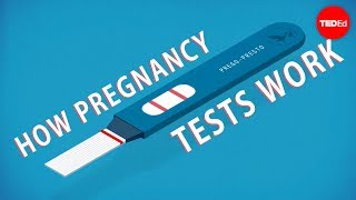 How do pregnancy tests work  Tien Nguyen [upl. by Toolis]