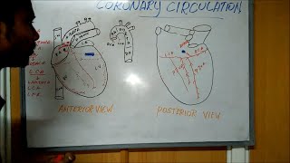 coronary circulation  cardiology [upl. by Ynamad]