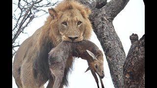 Giant male lion climbs tree and steals duiker kill from a leopard short [upl. by Lizzie]