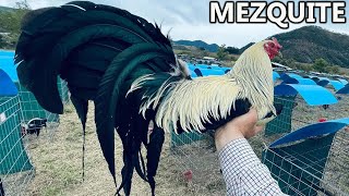 Mascota Jalisco ✅ Show Beautiful Birds Big Farm Pablo Lopez Mezquite Farm [upl. by Ag]